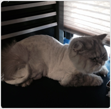cat grooming saratoga