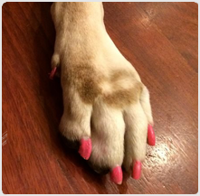 dog nail trimming