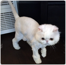 persian cat groomer san jose