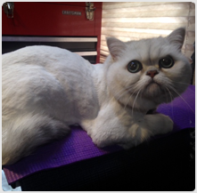 persian cat grooming san jose